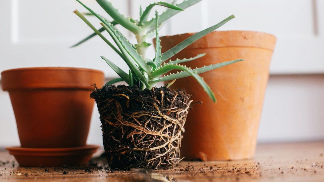 How To Re-pot a Plant?